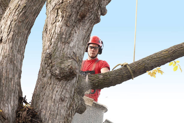 Best Tree Removal  in USA